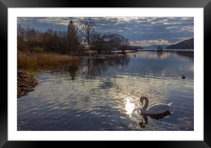 Swan at Balmaha, Loch Lomond Framed Mounted Print by Pauline MacFarlane