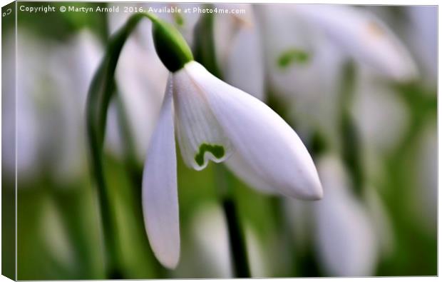 snowdrops Canvas Print by Martyn Arnold