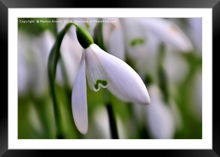 snowdrops Framed Mounted Print by Martyn Arnold