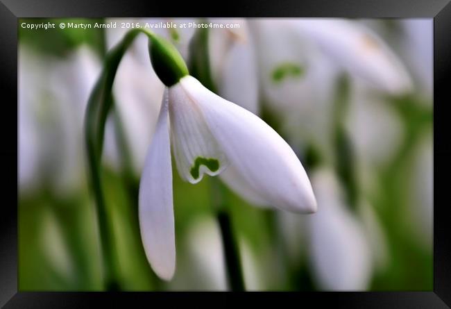 snowdrops Framed Print by Martyn Arnold