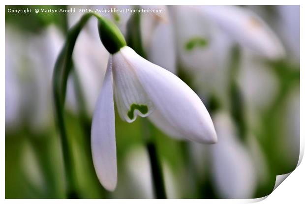snowdrops Print by Martyn Arnold