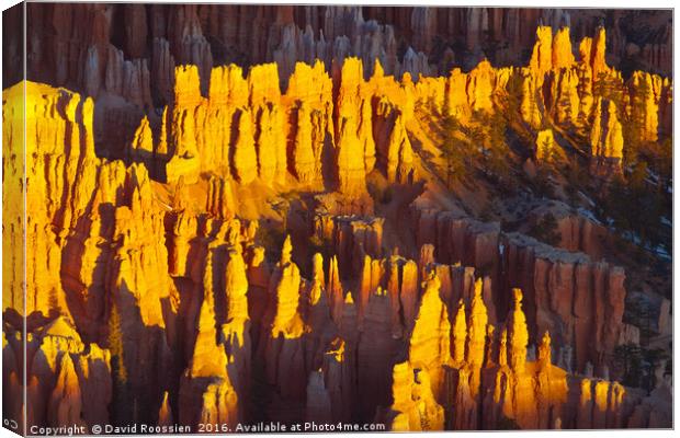 Silent City, Bryce Canyon National Park Canvas Print by David Roossien