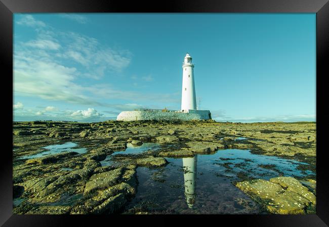 Reflecting on St Marys lighthouse Framed Print by andrew blakey