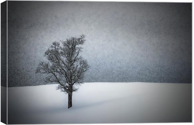LONELY TREE Idyllic Winterlandscape Canvas Print by Melanie Viola