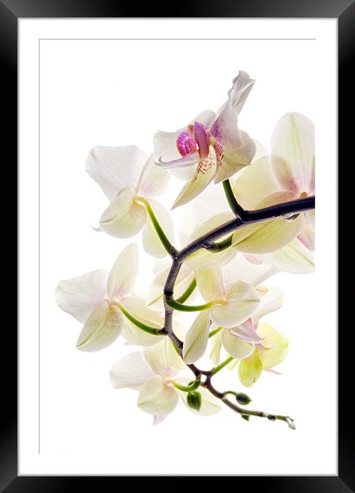 Orchid Spray Framed Mounted Print by Ann Garrett