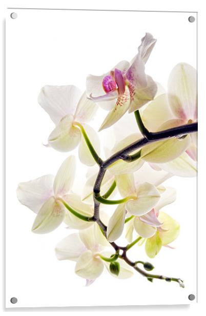 Orchid Spray Acrylic by Ann Garrett