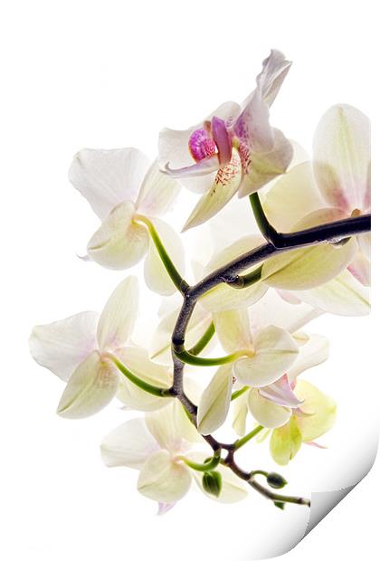 Orchid Spray Print by Ann Garrett