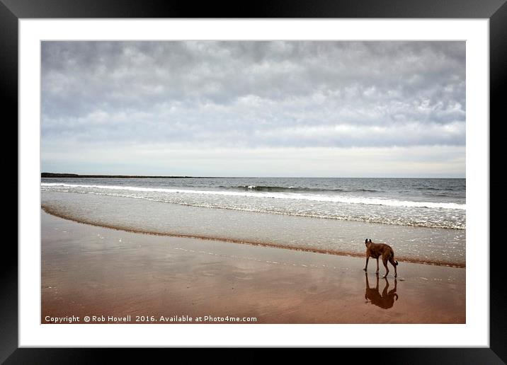 Dog on the beach. Framed Mounted Print by Rob Howell