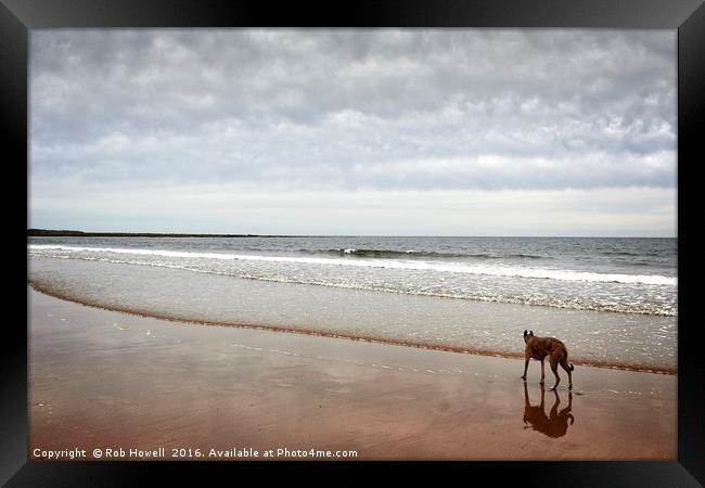 Dog on the beach. Framed Print by Rob Howell