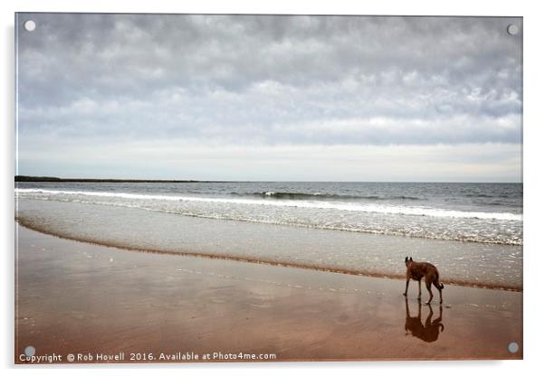 Dog on the beach. Acrylic by Rob Howell