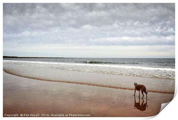 Dog on the beach. Print by Rob Howell