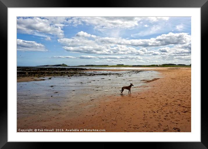 Dog on the beach. Framed Mounted Print by Rob Howell