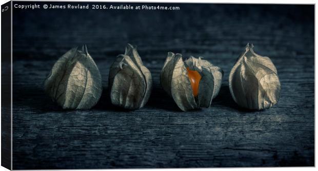 Four Physalis Canvas Print by James Rowland