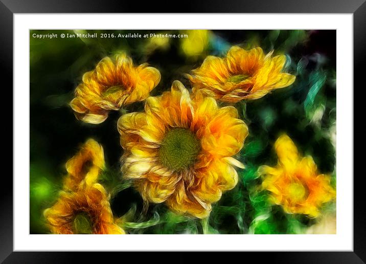 Sweet As A Daisy Framed Mounted Print by Ian Mitchell