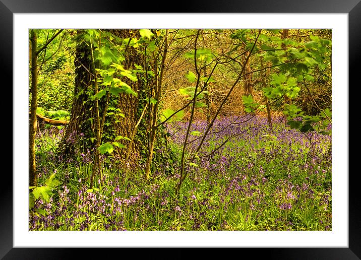 Bluebell Wood Framed Mounted Print by Alan Pickersgill