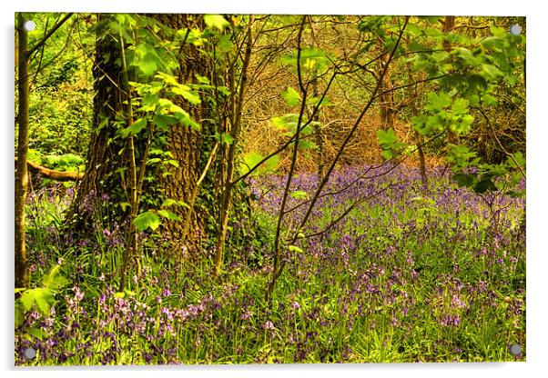 Bluebell Wood Acrylic by Alan Pickersgill