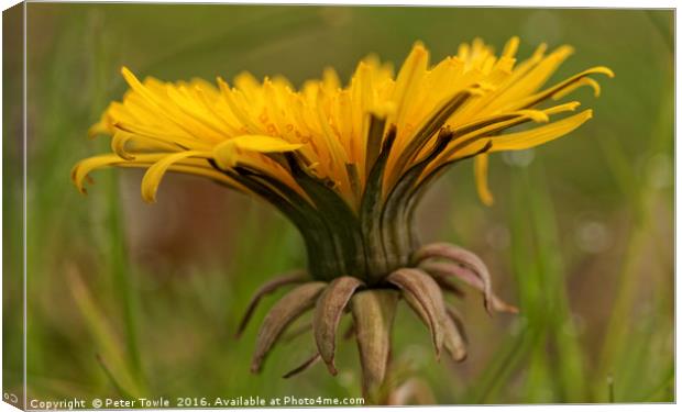 Dandelion  Canvas Print by Peter Towle