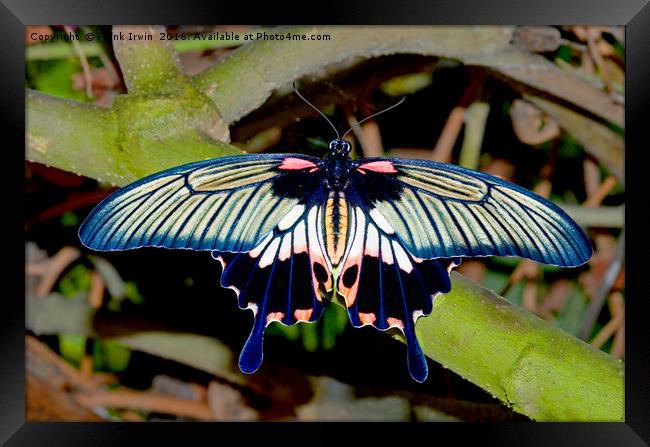 Scarlet Swallowtail butterfly Framed Print by Frank Irwin