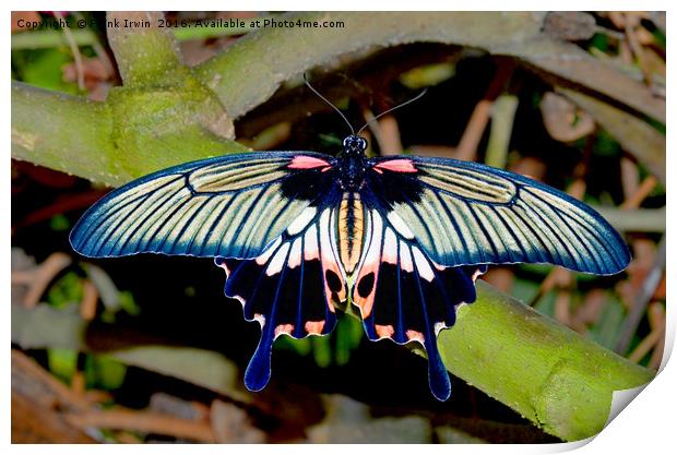 Scarlet Swallowtail butterfly Print by Frank Irwin
