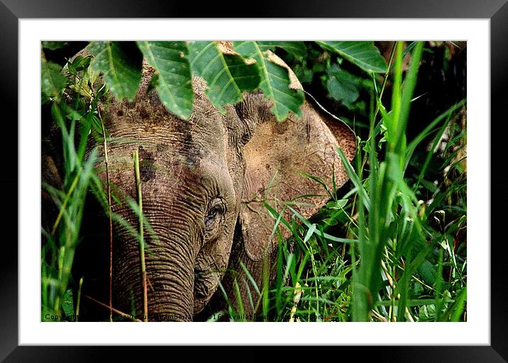 Malaysian Pygmy Elephant Framed Mounted Print by Mattie Devreaux Chamberlain