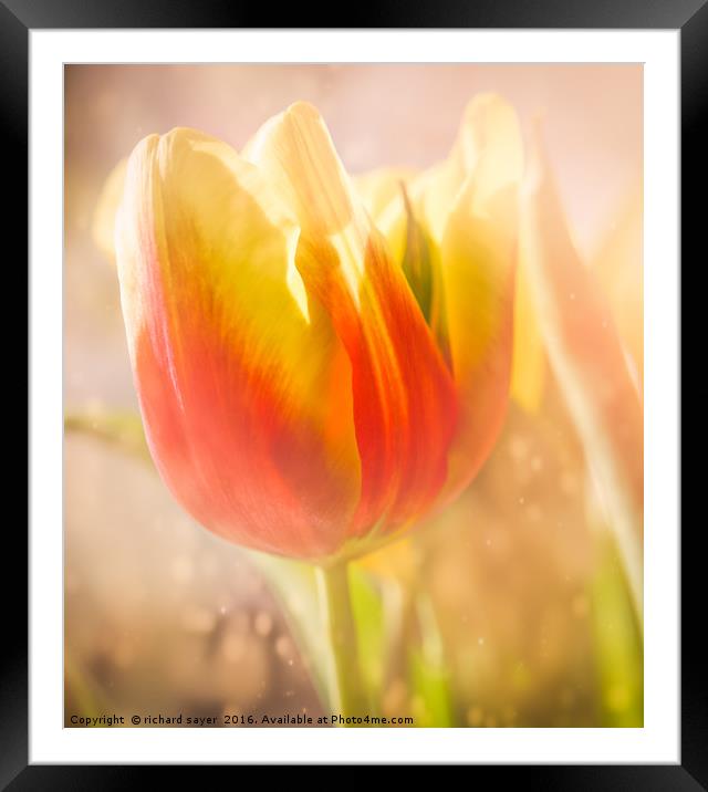 Flaming Tulip Framed Mounted Print by richard sayer