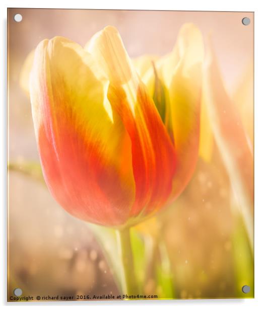 Flaming Tulip Acrylic by richard sayer