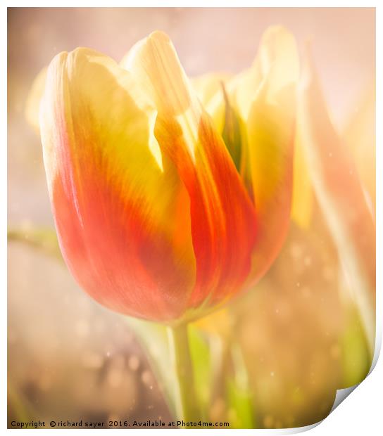 Flaming Tulip Print by richard sayer