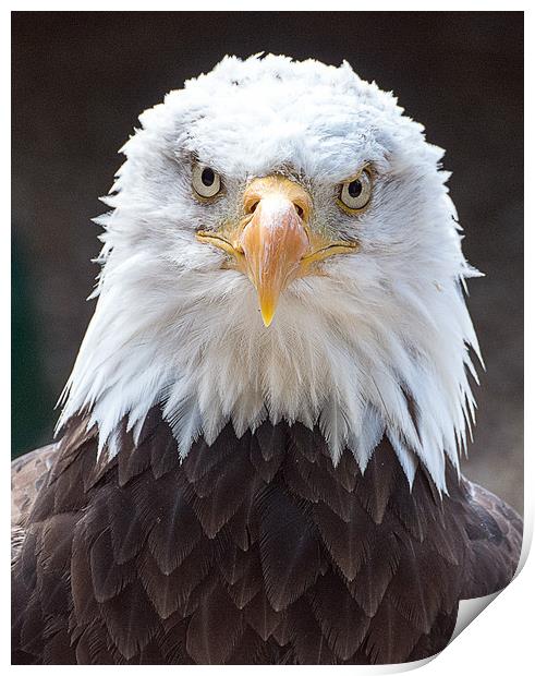 Bald Eagle Print by Geoff Storey