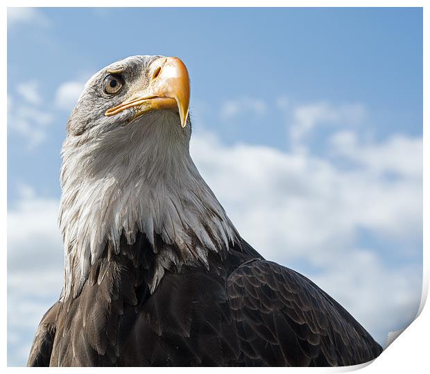 Bald Eagle (2) Print by Geoff Storey