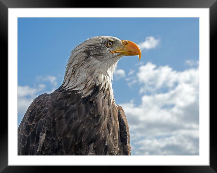 Bald Eagle (3) Framed Mounted Print by Geoff Storey