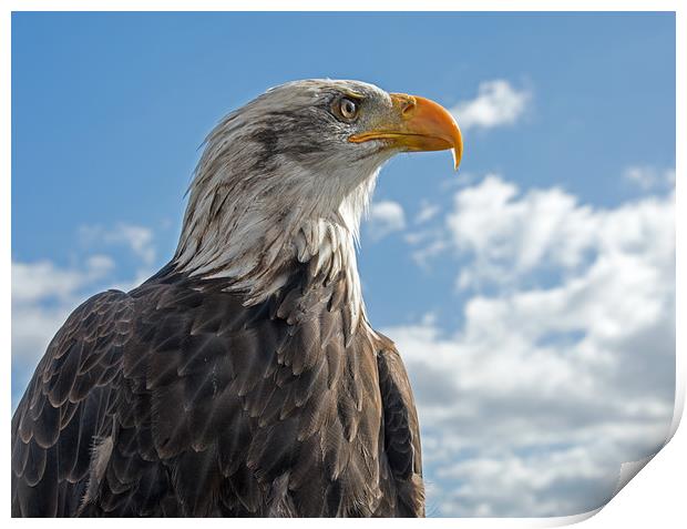 Bald Eagle (3) Print by Geoff Storey