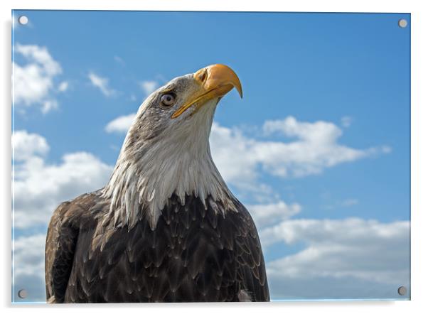 Bald Eagle (4) Acrylic by Geoff Storey
