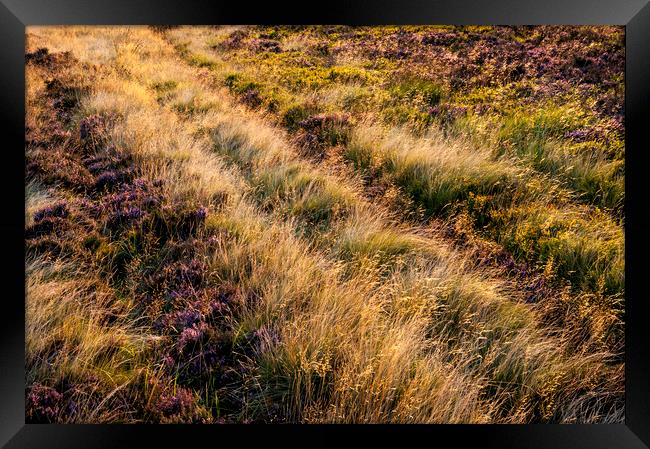 Summer light on a moorland hillside Framed Print by Andrew Kearton