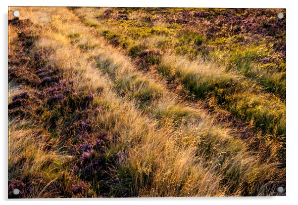 Summer light on a moorland hillside Acrylic by Andrew Kearton