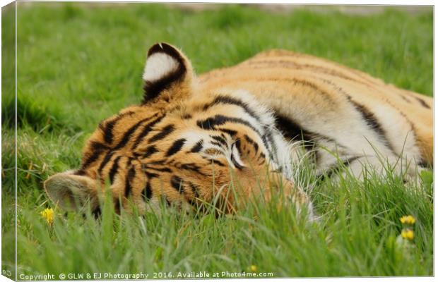 Sleeping Tiger Canvas Print by GLW & EJ Photography