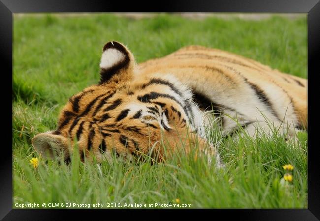 Sleeping Tiger Framed Print by GLW & EJ Photography