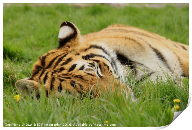 Sleeping Tiger Print by GLW & EJ Photography
