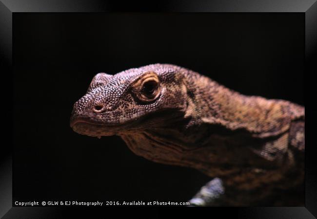 Juvenile Komodo Dragon Framed Print by GLW & EJ Photography