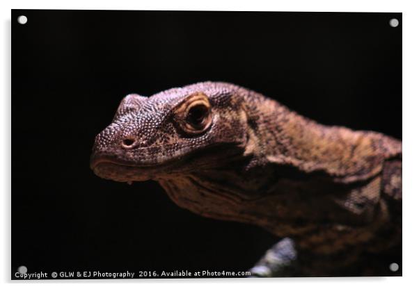 Juvenile Komodo Dragon Acrylic by GLW & EJ Photography