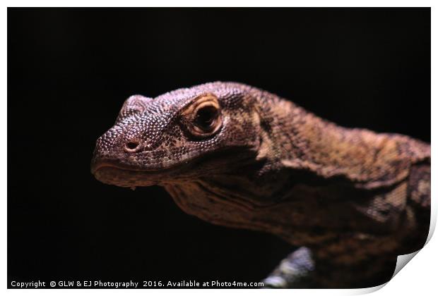 Juvenile Komodo Dragon Print by GLW & EJ Photography