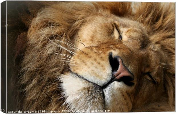 Sleeping Lion Canvas Print by GLW & EJ Photography