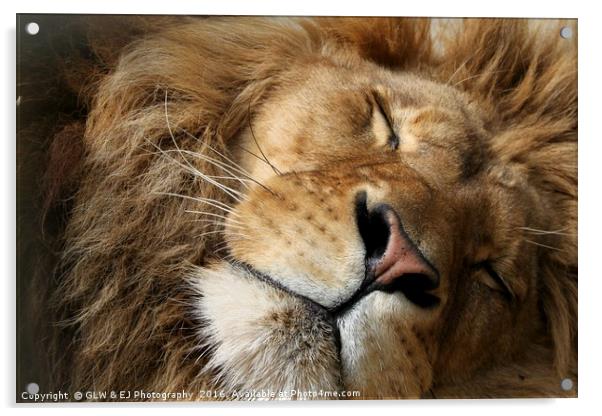 Sleeping Lion Acrylic by GLW & EJ Photography
