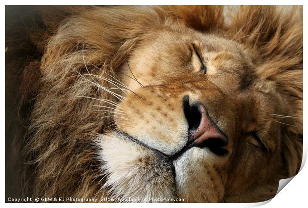 Sleeping Lion Print by GLW & EJ Photography