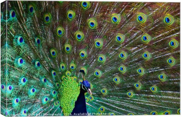 Peacock Canvas Print by GLW & EJ Photography