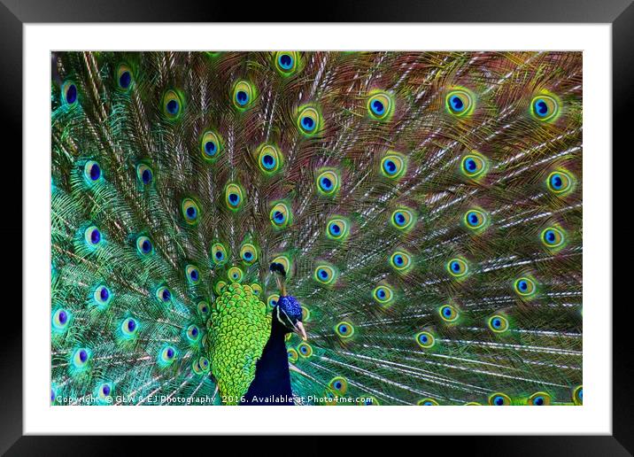 Peacock Framed Mounted Print by GLW & EJ Photography