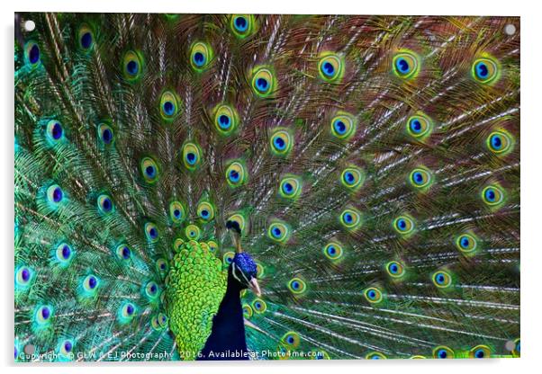 Peacock Acrylic by GLW & EJ Photography