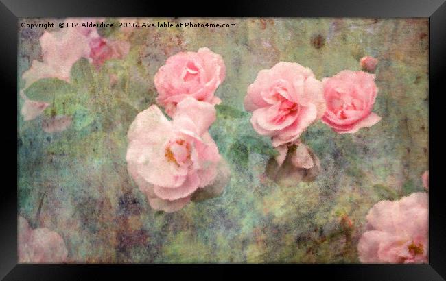 Romance and Roses Framed Print by LIZ Alderdice