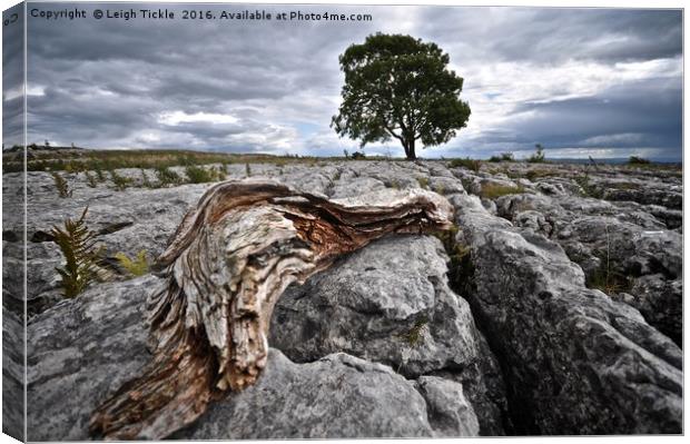 Malham: Lone Tree Canvas Print by Leigh Tickle