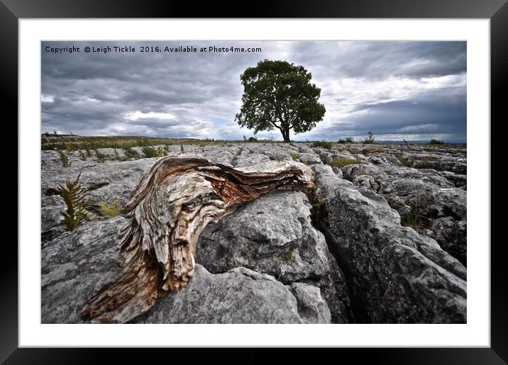 Malham: Lone Tree Framed Mounted Print by Leigh Tickle