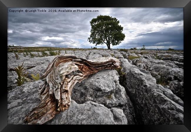 Malham: Lone Tree Framed Print by Leigh Tickle